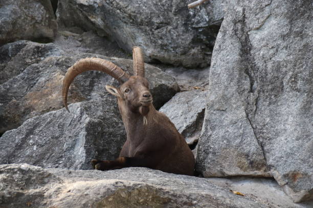 istock Alpine ibex, Steinbock, Capra ibex, Tyrol, Austria 861142496