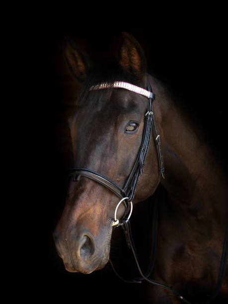 istock Bay Horse Head Shot 861142850