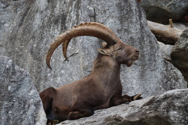 istock Alpine ibex, Steinbock, Capra ibex, Tyrol, Austria 861142984