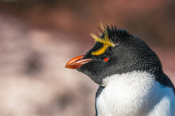 istock Rockhopper penguin, Patagonia, Argentina 861145726