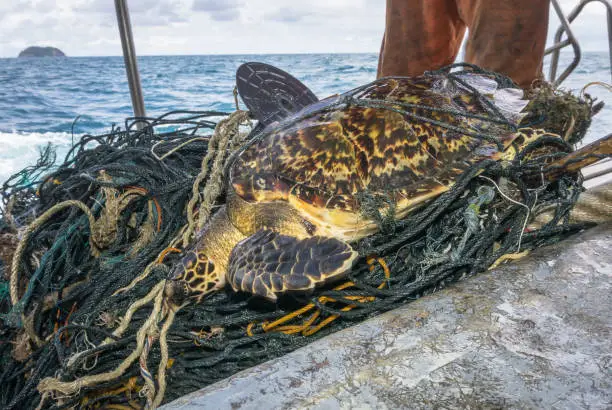 Photo of Endangered Hawksbill Sea Turtle Bycatch tangled in discarded fishing net