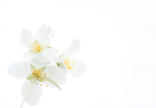 Three white blossoms  of mock-orange (Philadelphus)  on a white background