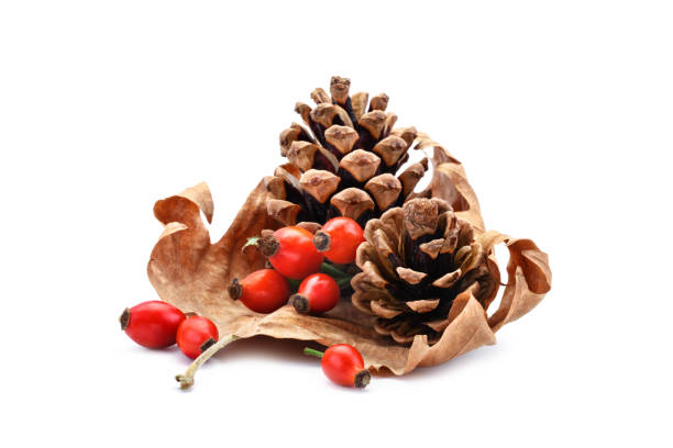 istock Pine cone and rose hips on a dry autumn leaf. An isolated object 861146152