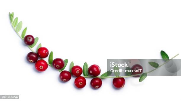 Cranberries Branch With Leaves Top View Paths Stock Photo - Download Image Now - Cranberry, High Angle View, Above