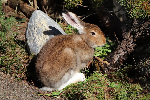 A Mountain hare or Schneehase (Lepus timidus) enjoys resting in the sun. The mountain hare lives in the European Alps and adapted to polar and mountainous habitats. The hare can be seen in the mountains of Tyrol, Austria.