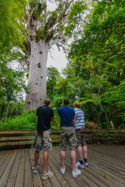 Kauri tree in the Waipoua Forest Wekaweka: Tourist looking at a giant kauri (Agathis australis) coniferous tree in the Waipoua Forest of Northland Region, New Zealand waipoua forest stock pictures, royalty-free photos & images