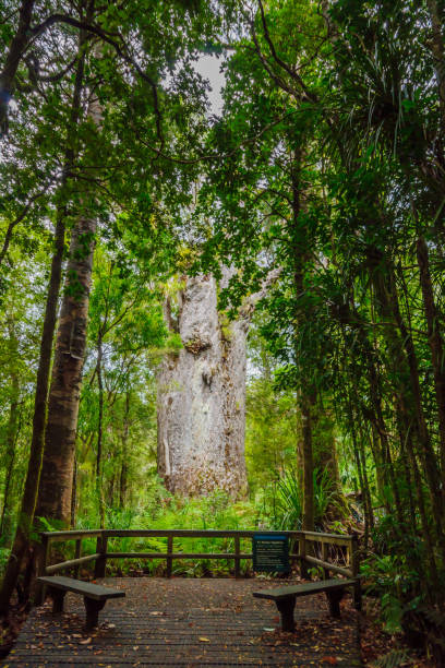The Te Matua Ngahere (kauri tree) in the Waipoua Forest The Te Matua Ngahere (Father of the Forest), a giant kauri (Agathis australis) coniferous tree in the Waipoua Forest of Northland Region, New Zealand waipoua forest stock pictures, royalty-free photos & images