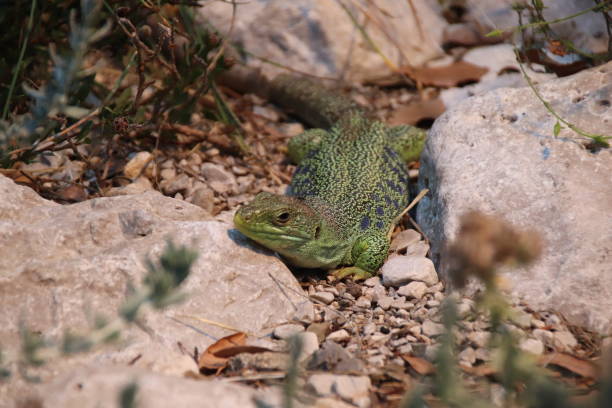 lézard ocellé, timon lepidus, perleidechse, tyrol, autriche - lizard collared lizard reptile animal photos et images de collection