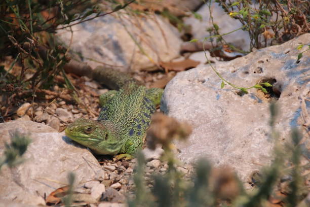 lézard ocellé, timon lepidus, perleidechse, tyrol, autriche - lizard collared lizard reptile animal photos et images de collection