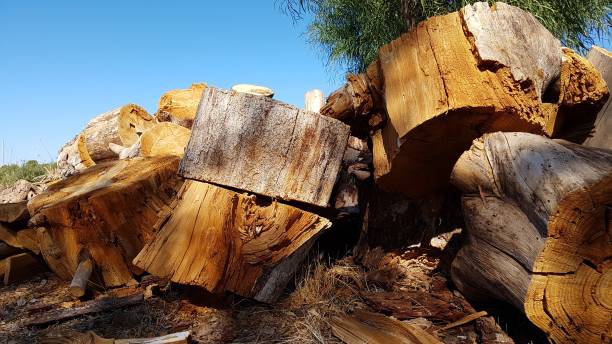istock Chopped firewood logs in pile 861160624