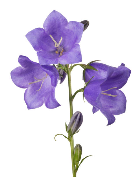 istock four bellflower violet large blooms on stem 861161460