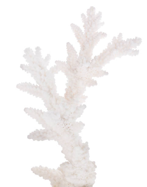 istock white isolated small coral branch 861161558