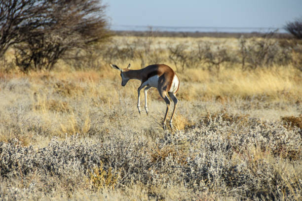 springbok jumping