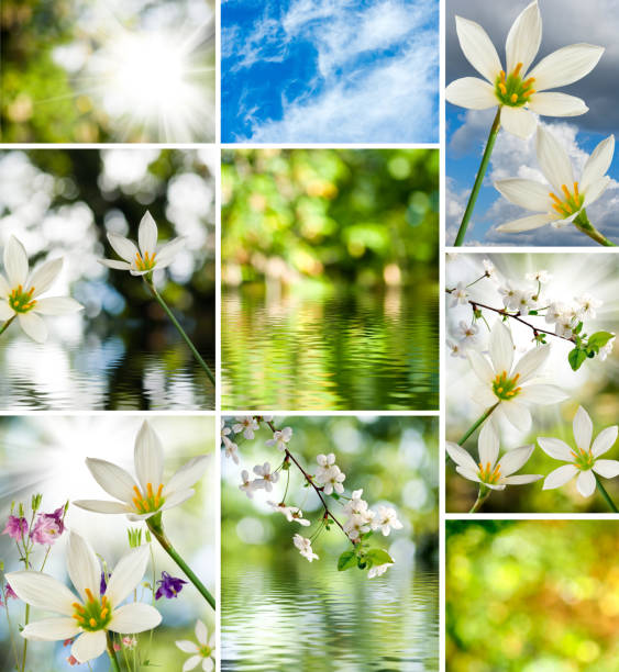 istock Image of white flowers against a water 861161744