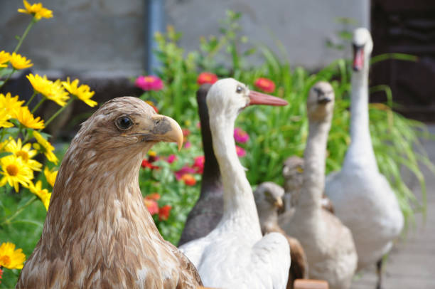 wypchany orzeł i inne ptaki. - artificial wing wing eagle bird zdjęcia i obrazy z banku zdjęć