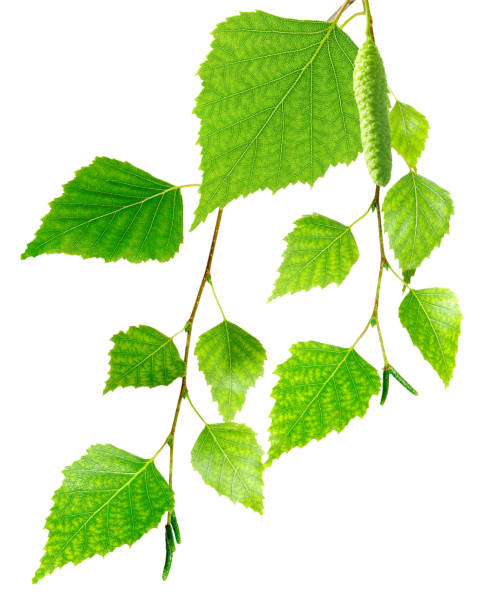 istock isolated image of a branch with leaves closeup 861164914