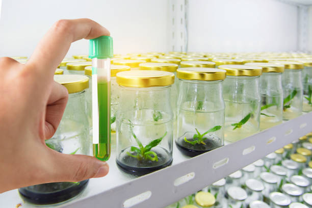 istock research herbal medicine at lab 861168462