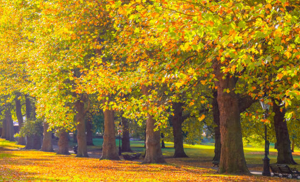 istock Avenue lined with trees in Green Park, London 861169142