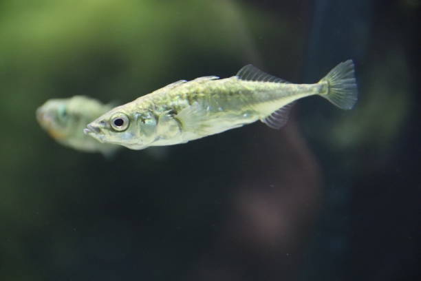 Three-spined stickleback, Gasterosteus aculeatus, Gasterosteus gymnurus, Dreistachelige Stichling, Tyrol, Austria Three-spined stickleback (Gasterosteus aculeatus, Gasterosteus gymnurus), Dreistachelige Stichling swims in an Alpine pond in Tyrol, Austria spined stock pictures, royalty-free photos & images