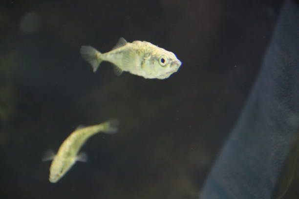 Three-spined stickleback, Gasterosteus aculeatus, Gasterosteus gymnurus, Dreistachelige Stichling, Tyrol, Austria Three-spined stickleback (Gasterosteus aculeatus, Gasterosteus gymnurus), Dreistachelige Stichling swims in an Alpine pond in Tyrol, Austria spined stock pictures, royalty-free photos & images