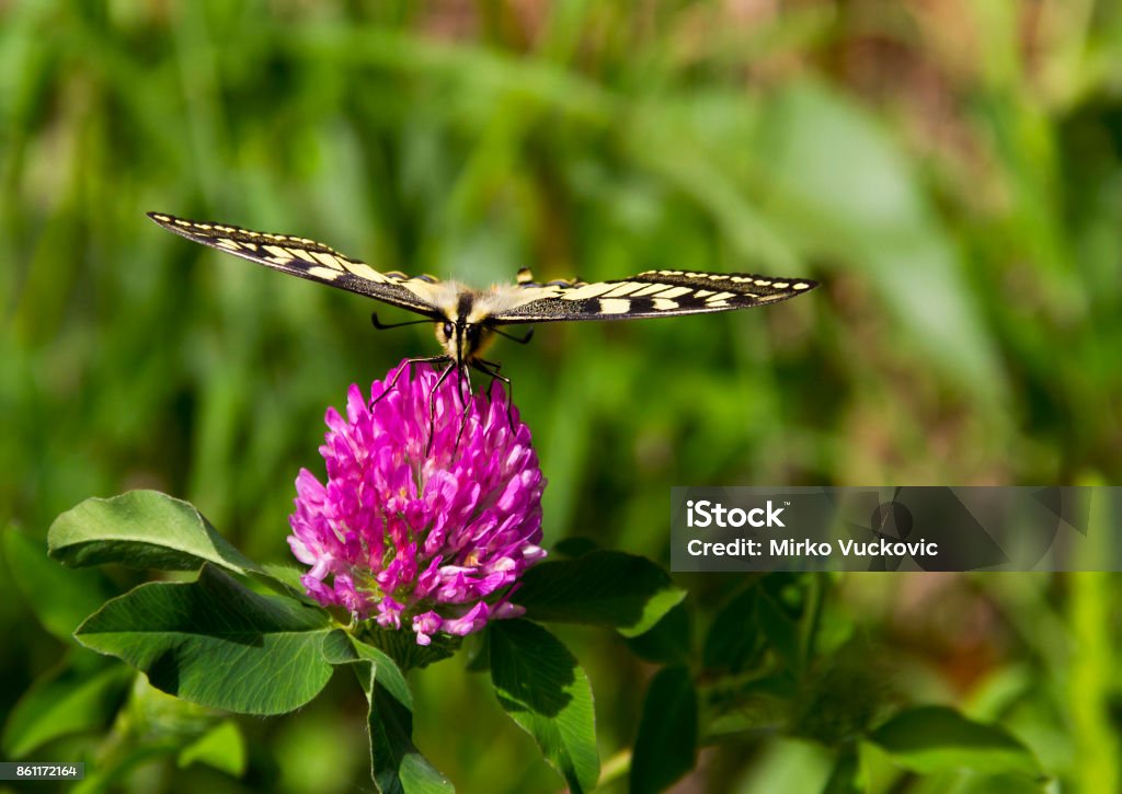 Papilio Machaon - Butterfly on a Pink Flower Butterfly - Papilio machaon, the Old World swallowtail - on a pink flower in the meadow; Imago with yellow wings, black vein markings and with a red eye spot at the end of the tails. Animal Wing Stock Photo