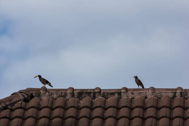 istock Common Myna bird on house roof 861172484