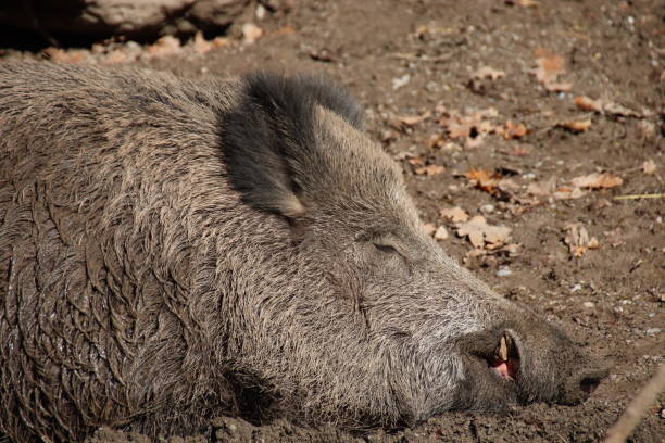 istock Wild Boar, Sus scrofa, Wild Swine, Eurasian Wild Pig 861172640