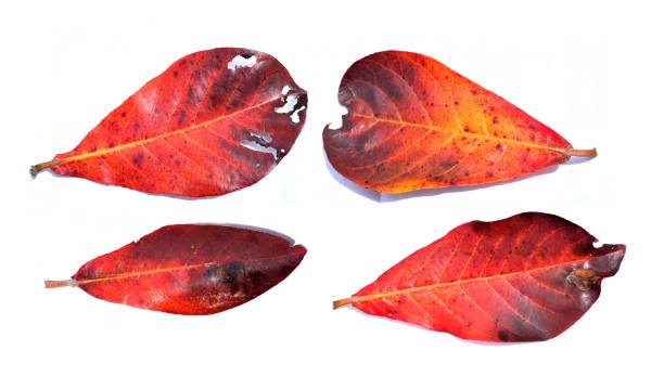 istock Red dry leaf of Tropical almond tree 861173156