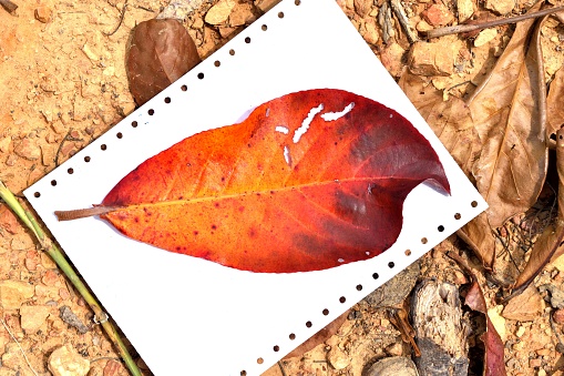 Red dry leaf of Terminalia catappa or Tropical almond tree on white paper with brown soil in background , Smiley from natural materials