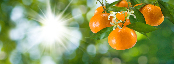 Kumquats Growing in Pot