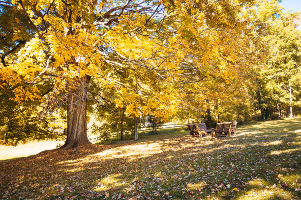 istock Autumnal road in new hampshire 861177138
