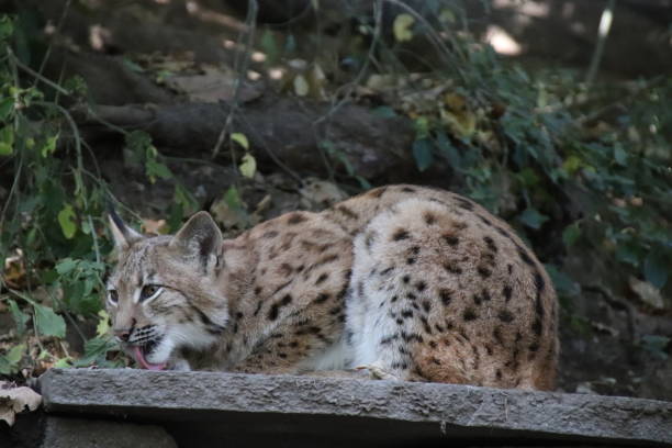 istock Lynx, Lynx lynx in Tyrol, Austria 861177238