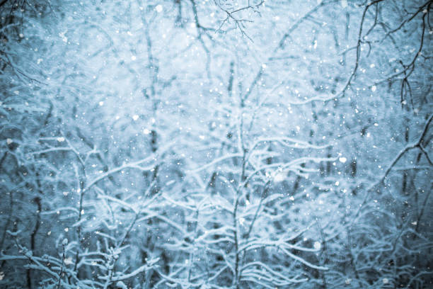 istock Winter scene - Frosted pine branches. Winter in the woods 861177914