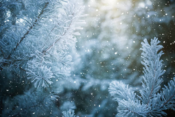 istock Winter scene - Frosted pine branches. Winter in the woods 861177930