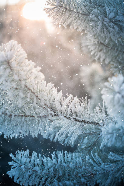 istock Winter scene - Frosted pine branches. Winter in the woods 861177932
