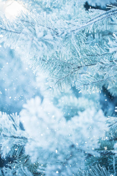 istock Winter scene - Frosted pine branches. Winter in the woods 861177948