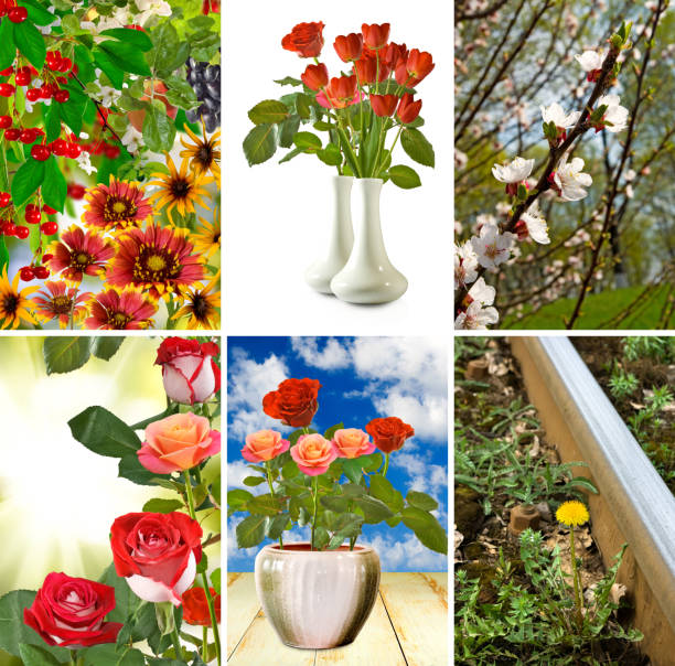 istock image of beautiful flowers closeup 861181026