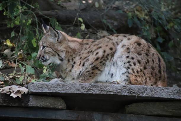 istock Lynx, Lynx lynx in Tyrol, Austria 861181302
