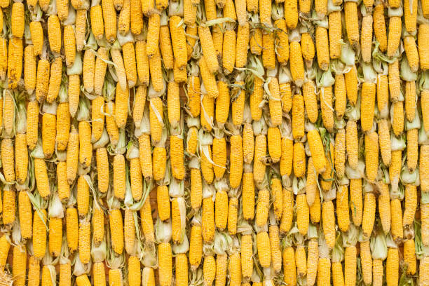 Corn cobs