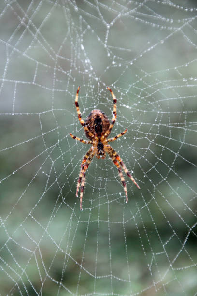 istock Spider in a web, wet by morning dew 861190396