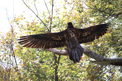 Bearded vulture, Bartgeier, Gypaetus barbatus enjoys the warm sun and spreads his wings in Tyrol, Austria. Today about 120 bearded vultures live in the European Alps.