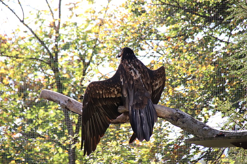 Bearded vulture, Bartgeier, Gypaetus barbatus enjoys the warm sun and spreads his wings in Tyrol, Austria. Today about 120 bearded vultures live in the European Alps.