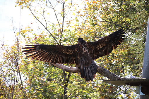 Bearded vulture, Bartgeier, Gypaetus barbatus enjoys the warm sun and spreads his wings in Tyrol, Austria. Today about 120 bearded vultures live in the European Alps.