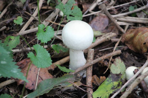 숲에 일반적인 puffbal 버섯 - 일반 퍼프볼 뉴스 사진 이미지