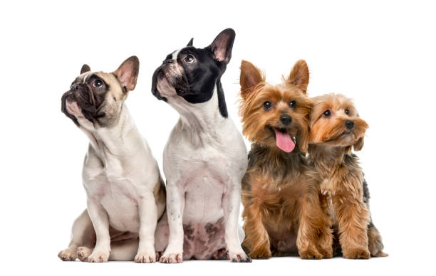 istock Group of dogs sitting and looking up, isolated on white 861191264