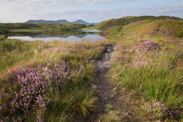 istock Pond lit up by warm sunlight with blossoming heather lake district England 861191638