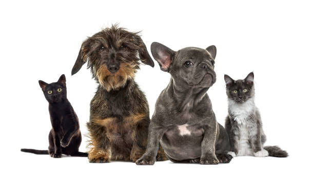 grupo de gatitos y cachorros sentado, aislado en blanco - group of dogs fotografías e imágenes de stock