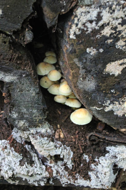 숲에 유황 술 버섯 - 일반 퍼프볼 뉴스 사진 이미지