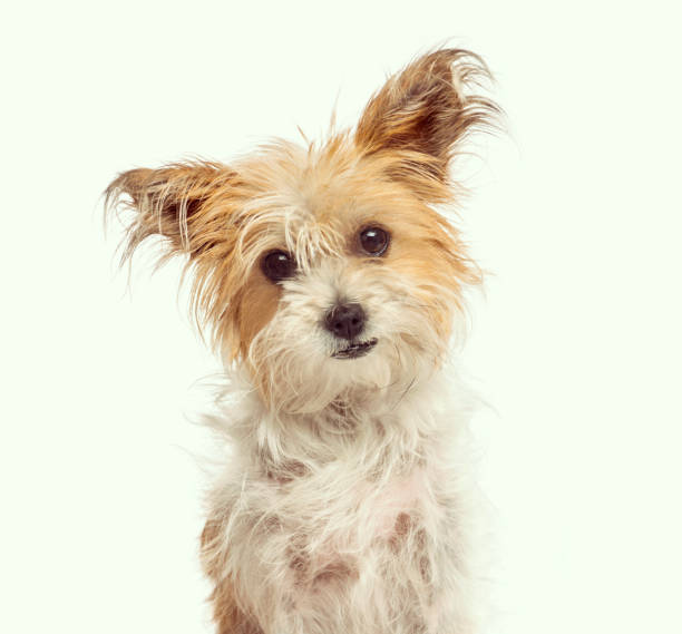 istock Close-up of a crossbreed dog 861194860