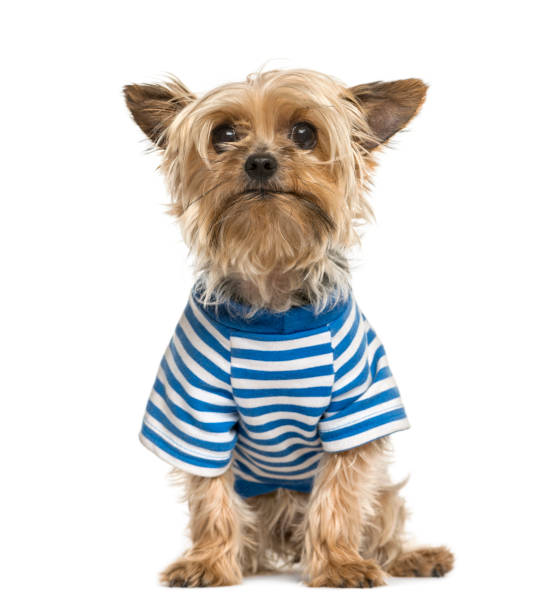istock Yorkshire wearing a stripped blue t-shirt, isolated on white 861194938